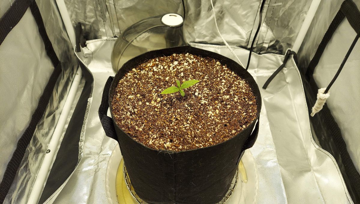 Super Lemon Haze Auto cannabis strain: germination and seedling stage | week 1 | a 7-day old seedling in a big grow bag in a spacious indoor tent Super Lemon Haze Auto cannabis strain: germination and seedling stage | week 1 | a 7-day old seedling in a big grow bag in a spacious indoor tent