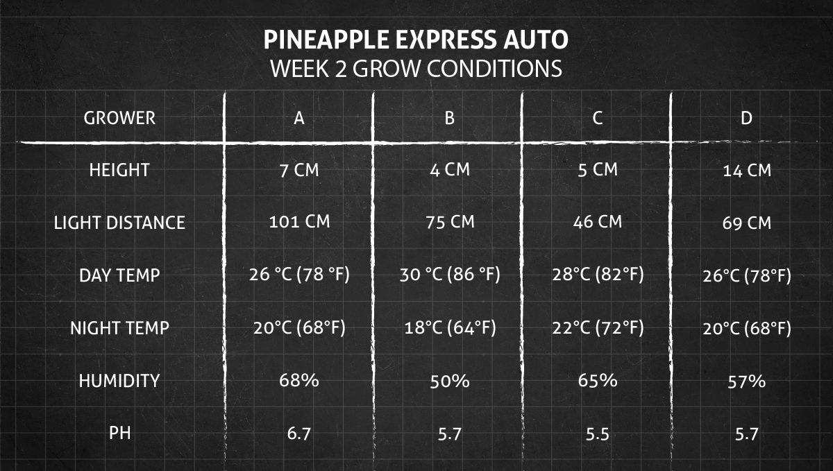 Pineapple Express Auto cannabis strain: week 2 grow conditions Pineapple Express Auto cannabis strain: week 2 grow conditions