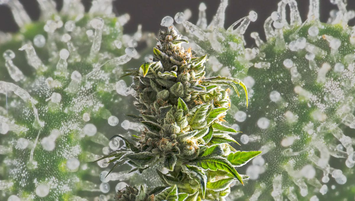 How Long Does A Marijuana High Last?: In the end, what truly matters is the potency of your buds.