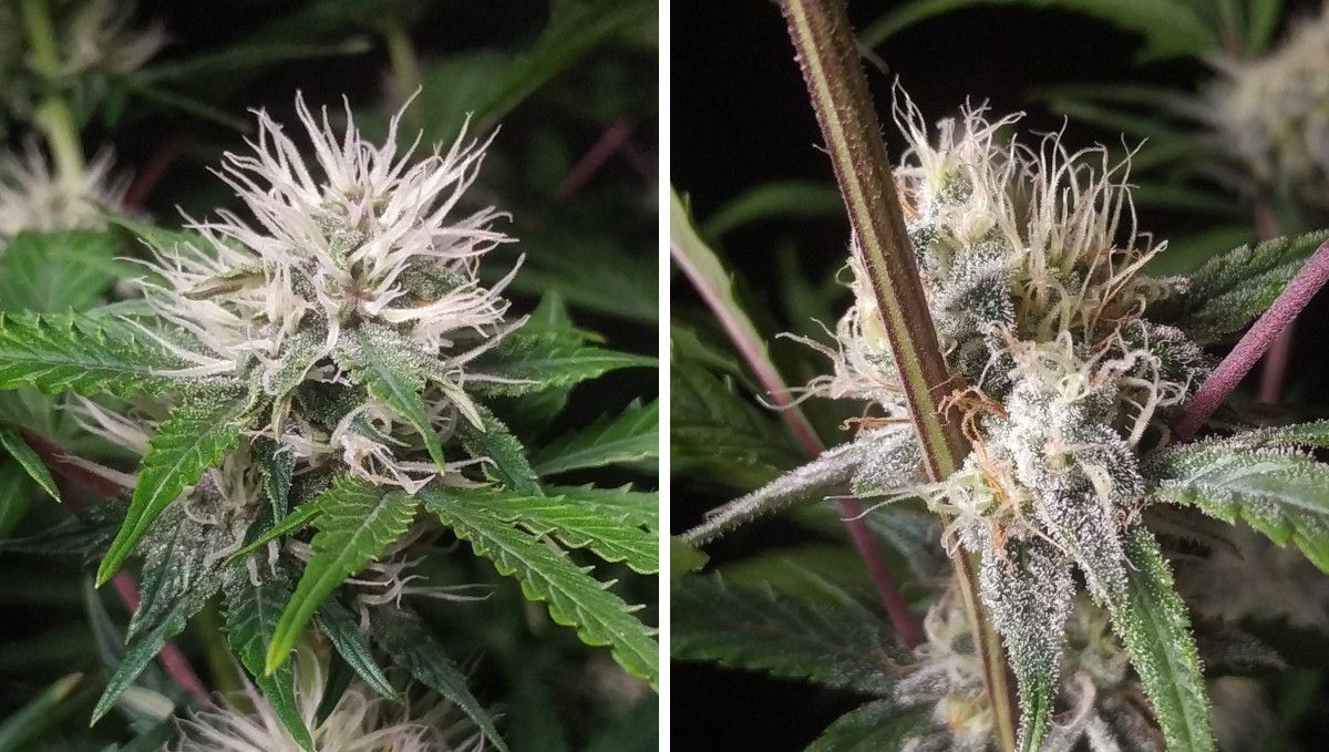 Cherry Cola Auto cannabis strain: early flower | weeks 6-7 | getting sticky