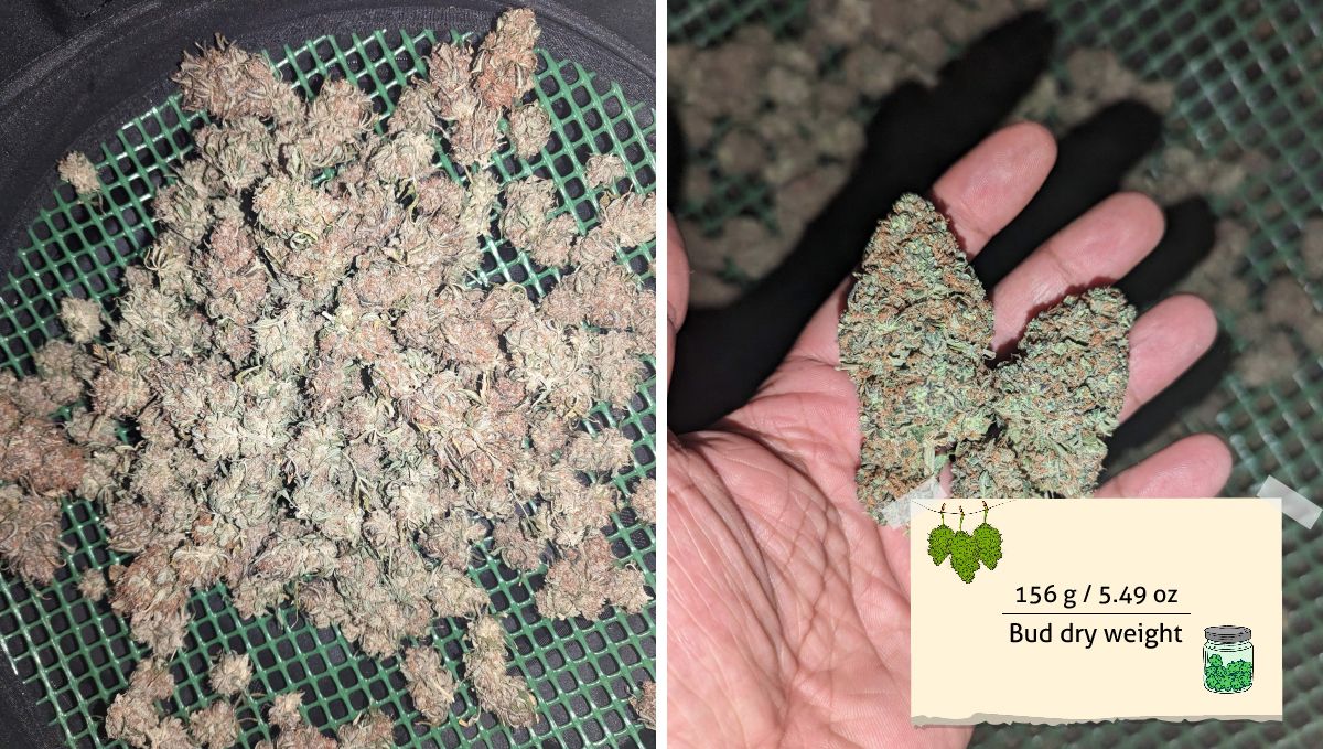 Cream Cookies Auto cannabis strain: yield | a heap of marijuana buds drying on a screen and a grower's hand holding two of them