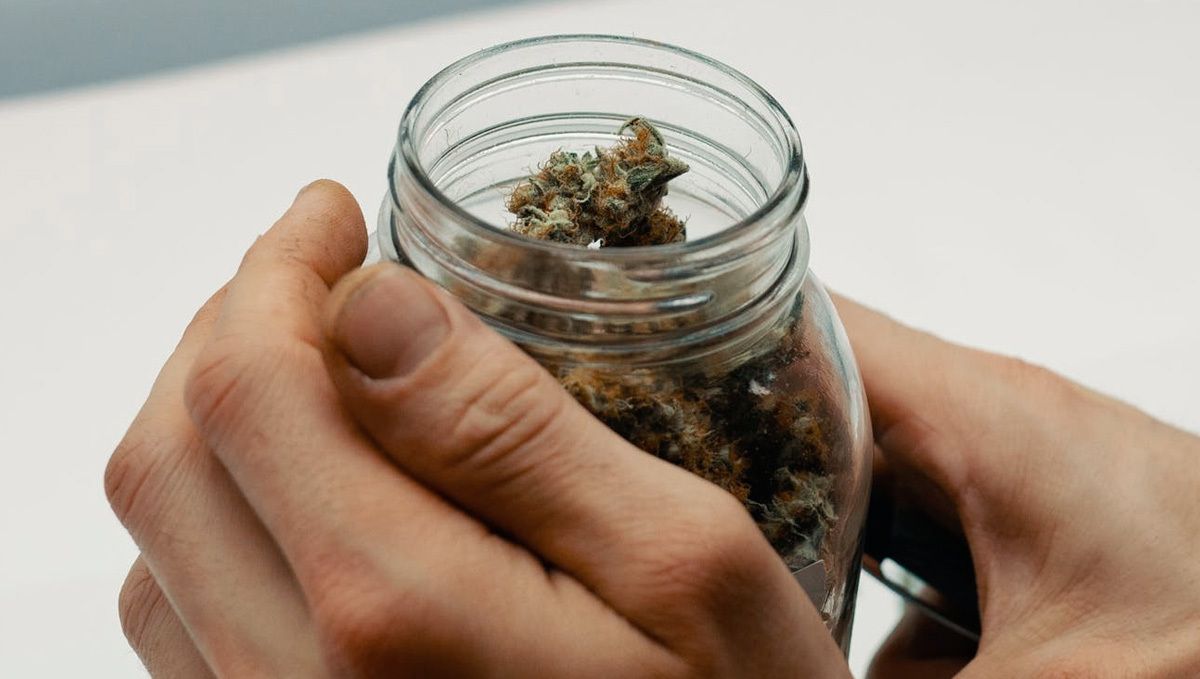 Amnesia Haze Auto: curing