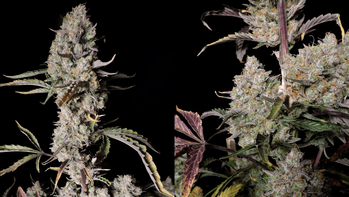 op 5 der besten Outdoor-Autoflower-Sorten: Gorilla Z Auto