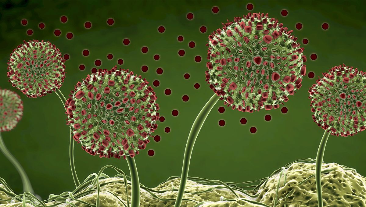 Mold on cannabis plants: what is mold? Mold on cannabis plants: what is mold?