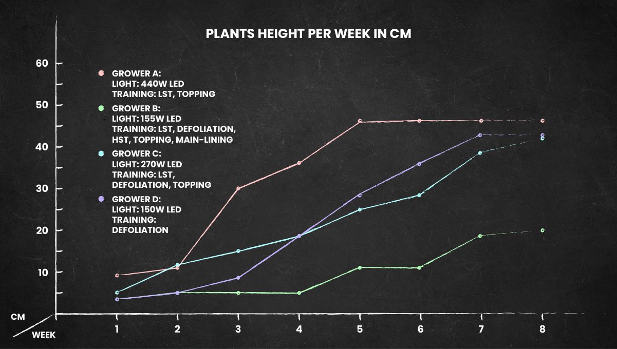 Purple Punch Auto Cannabis Strain Week-by-Week Guide: The plant height chart
