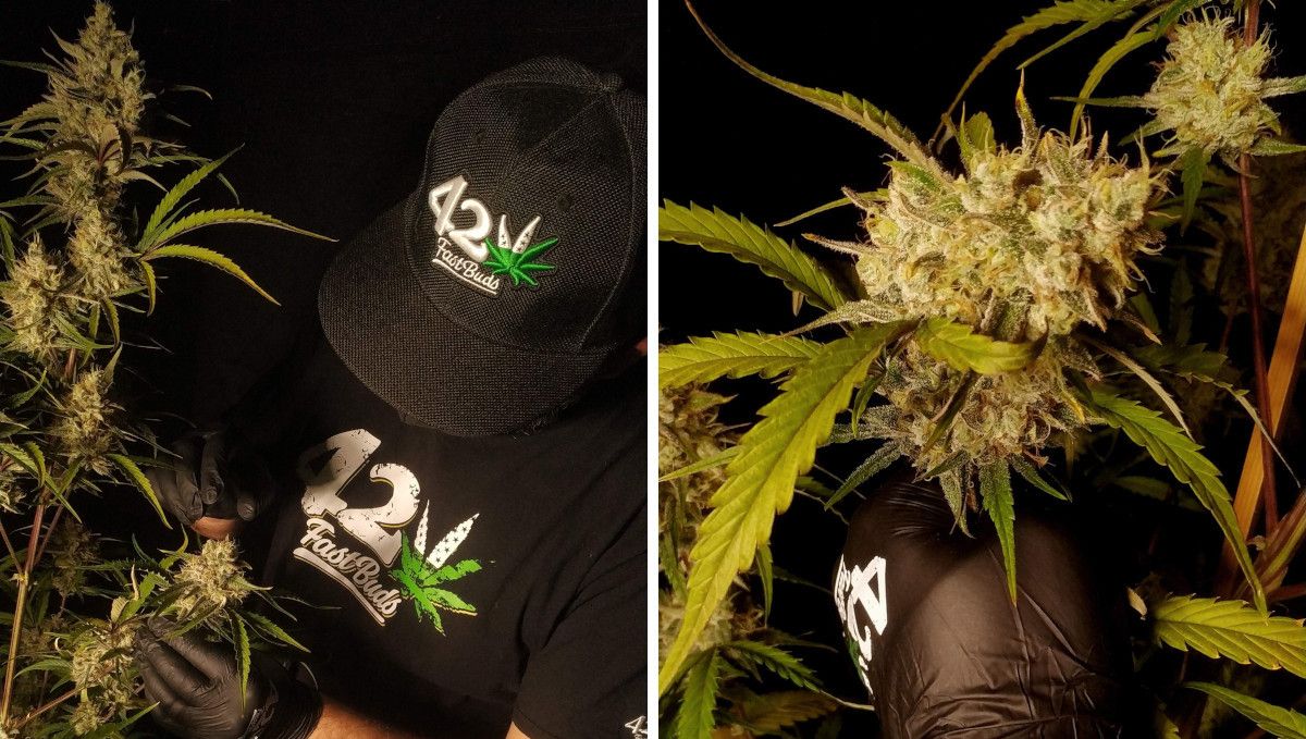 Strawberry Gorilla Auto Cannabissorte: mittlere Blütephase (Massephase) | Wochen 8-9 | ein Grower, der sich um seine blühende Pflanze kümmert und ihre zentrale Cola mit schweren Blüten. Strawberry Gorilla Auto Cannabissorte: mittlere Blütephase (Massephase) | Wochen 8-9 | ein Grower, der sich um seine blühende Pflanze kümmert und ihre zentrale Cola mit schweren Blüten.