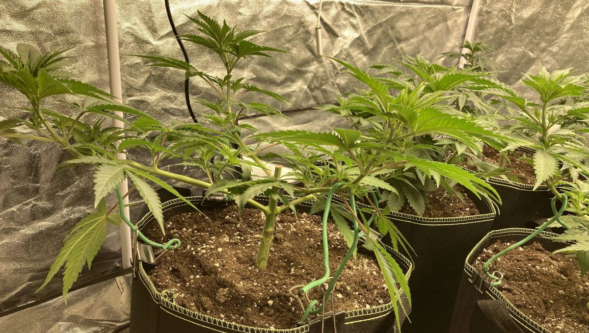 Liberty Haze Cannabis Strain Week-by-Week Guide: A side view of a vegging marijuana plant with the top removed and side branches LSTd, several similar plants seen in the background