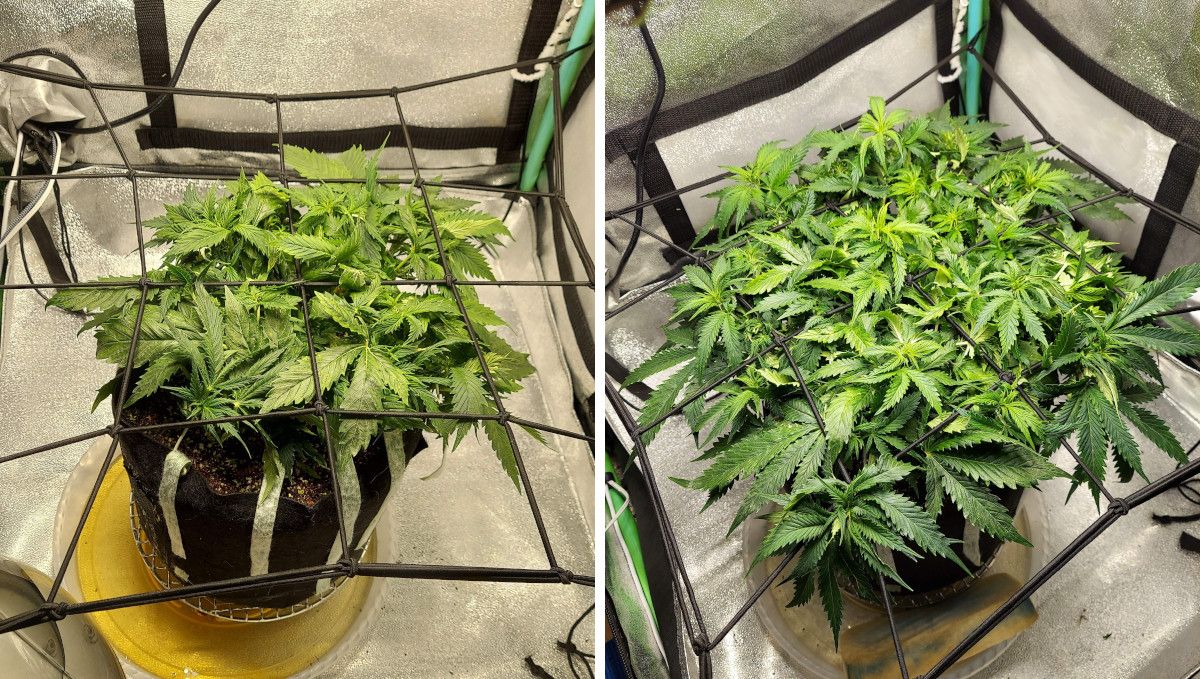 Super Lemon Haze Auto cannabis strain: mid veg | weeks 3-4 | a short but wide autoflower with multiple tops trained with a ScrOG net Super Lemon Haze Auto cannabis strain: mid veg | weeks 3-4 | a short but wide autoflower with multiple tops trained with a ScrOG net