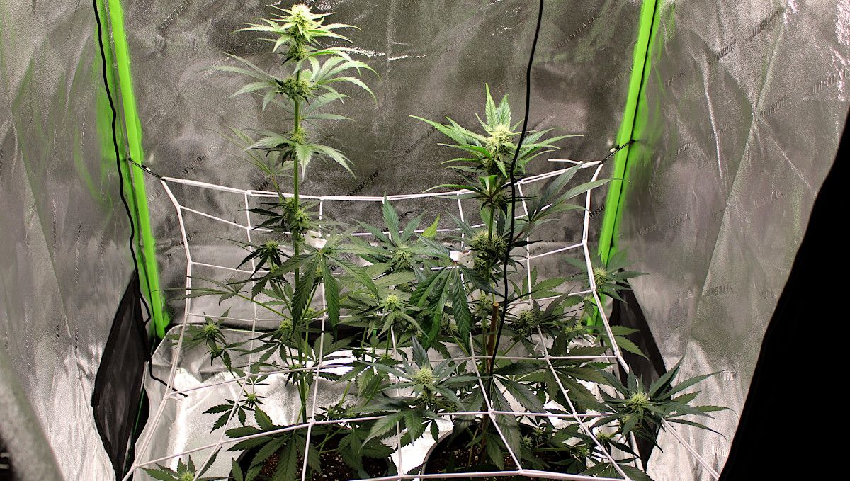Forbidden Runtz Auto Cannabis Strain Week-by-Week Guide: Two very stretchy budding autoflowers in a tent growing through a ScrOG net Forbidden Runtz Auto Cannabis Strain Week-by-Week Guide: Two very stretchy budding autoflowers in a tent growing through a ScrOG net