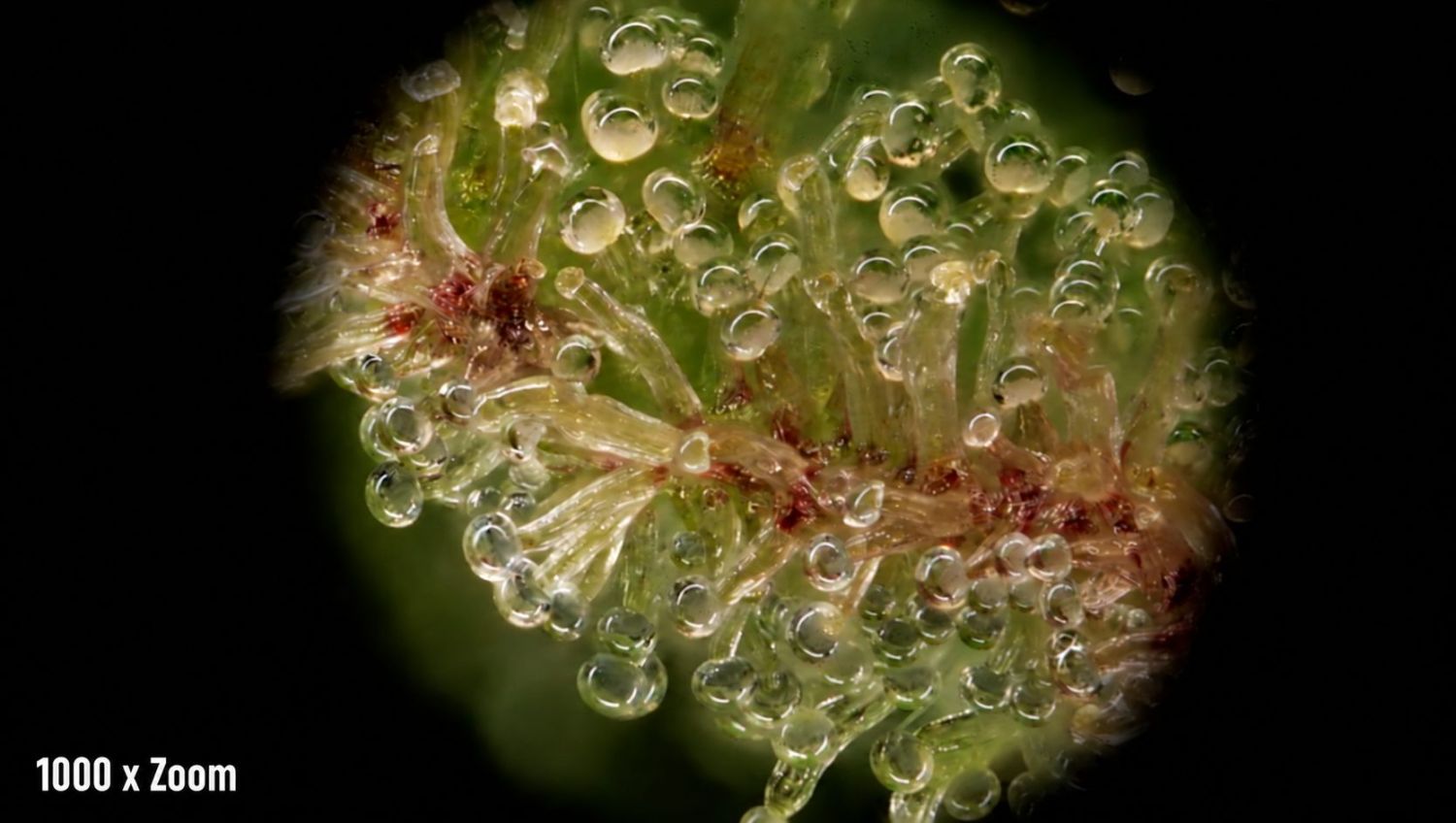 The best magnifiers: big microscope The best magnifiers: big microscope