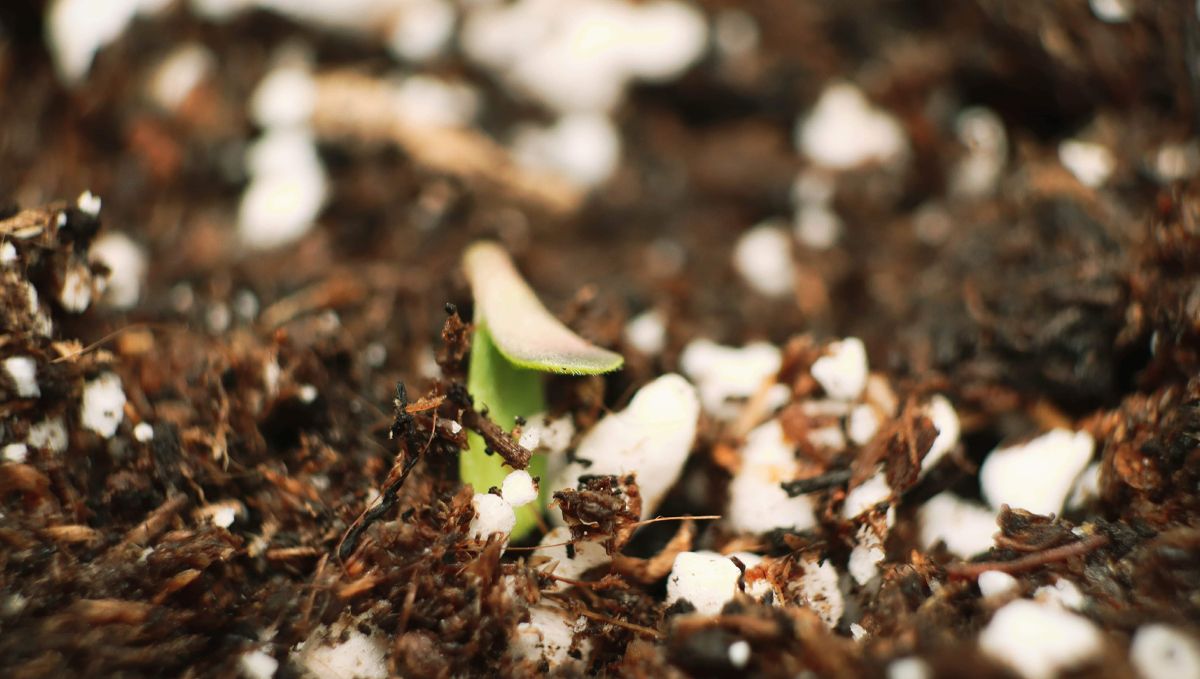 The lifecycle of the autoflowering cannabis plant: germination The lifecycle of the autoflowering cannabis plant: germination