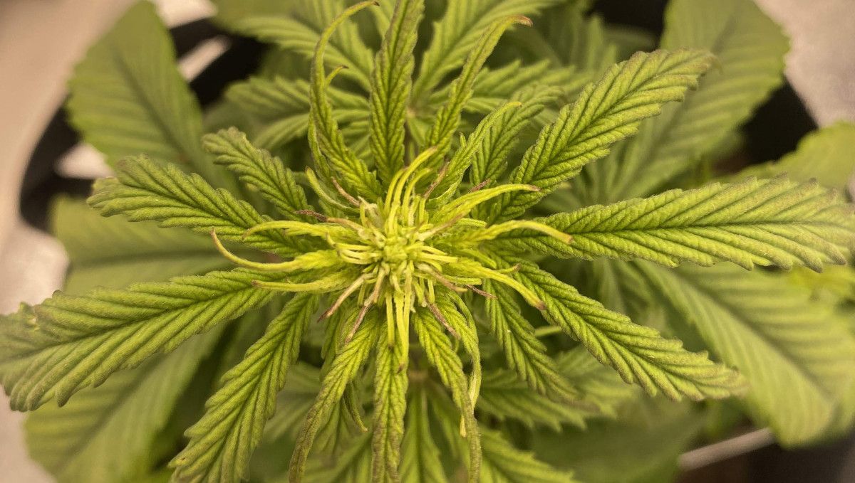 Critical Kush Auto cannabis strain: transition (pre-flower) | week 5 | the top of the plant as it prepares for budding