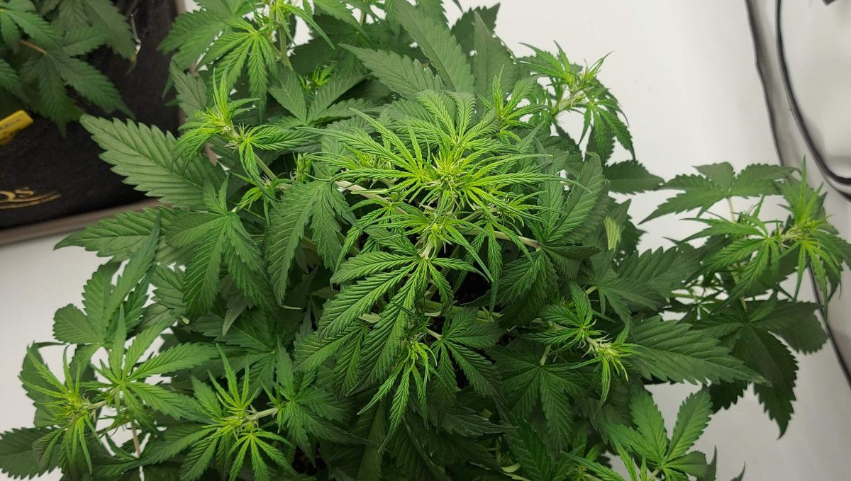 Mimosa Cake Auto cannabis strain: transition (pre-flower) | week 5 | an indoor autoflower forming the first buds Mimosa Cake Auto cannabis strain: transition (pre-flower) | week 5 | an indoor autoflower forming the first buds