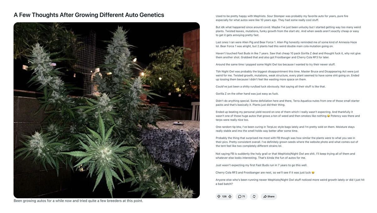 374.jpg Gorilla Z Auto