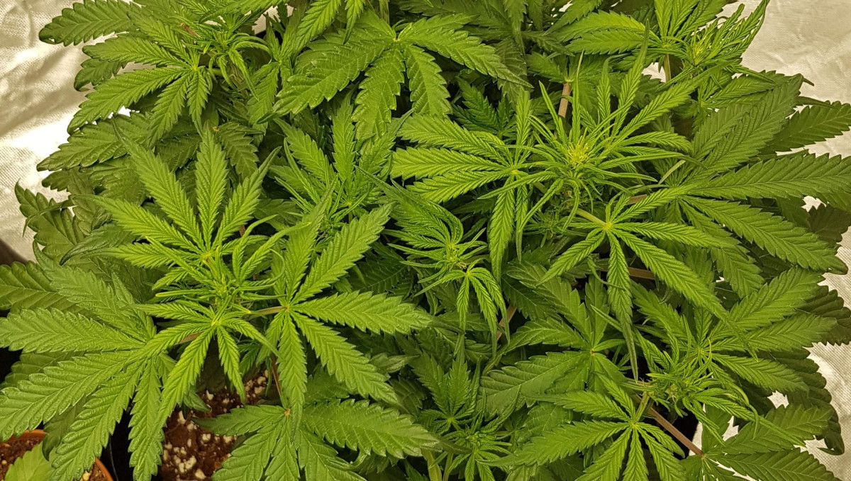 Watermelon Z Auto cannabis strain: transition (pre-flower) | week 5 | an indoor marijuana plant starting to transition