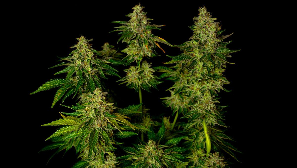 Die 5 besten Autoflower-Sorten gegen Schlaflosigkeit: Afghan Kush Auto Die 5 besten Autoflower-Sorten gegen Schlaflosigkeit: Afghan Kush Auto