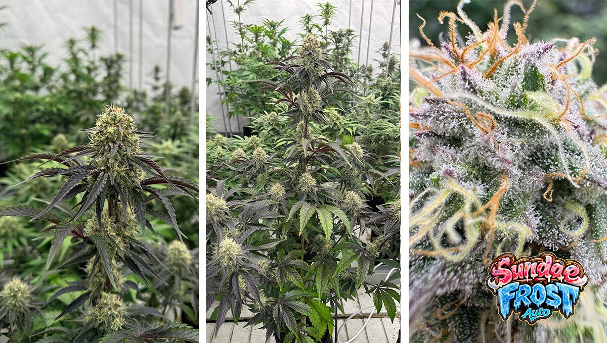 cover_sundae_frost.jpg Sundae Frost One Week Before Harvest