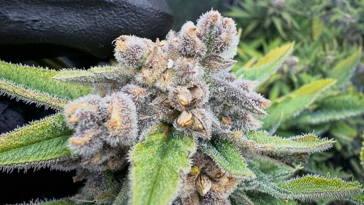 cov53.jpg Gorilla Cookies