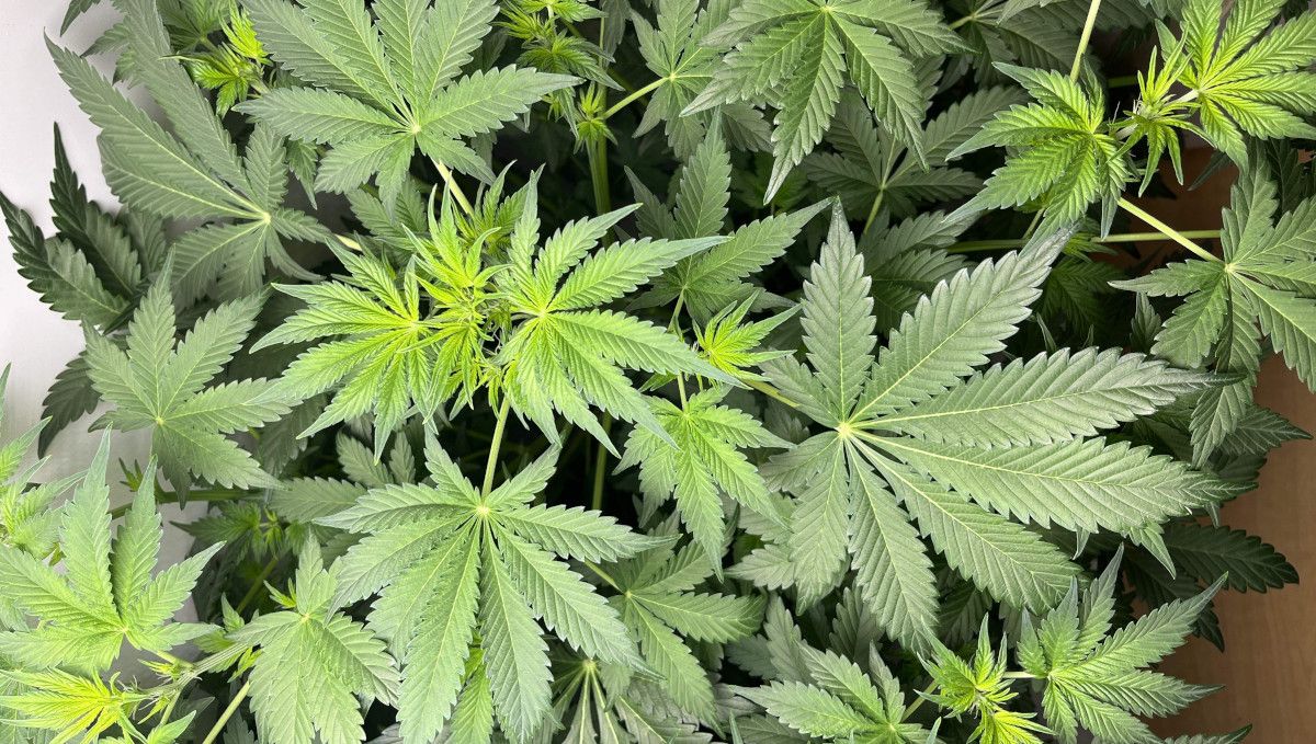 Six Shooter Auto cannabis strain: transition (pre-flower) | week 5 | the tops of an autoflower with dense healthy foliage