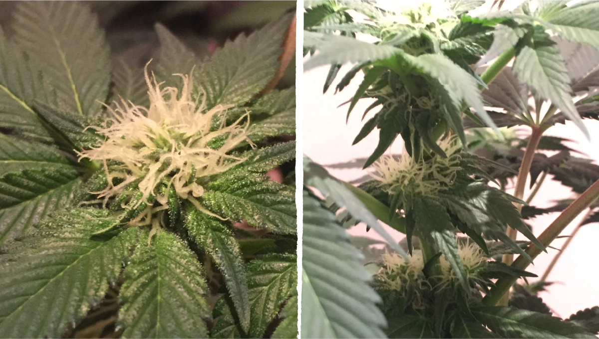 Cookies kush cannabis strain week-by-week guide: early flower | weeks 6-7 Cookies kush cannabis strain week-by-week guide: early flower | weeks 6-7