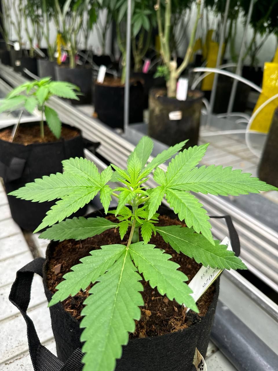 Gorilla Cookies Auto
