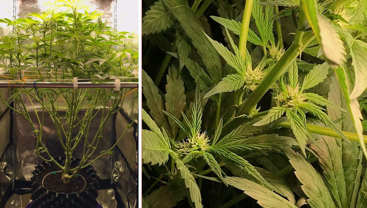 Vanilla Kush cannabis strain: early flower | week 10 Vanilla Kush cannabis strain: early flower | week 10