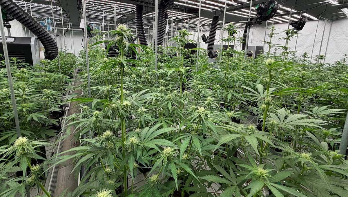 col25.jpg First 10 days of Flowering stage