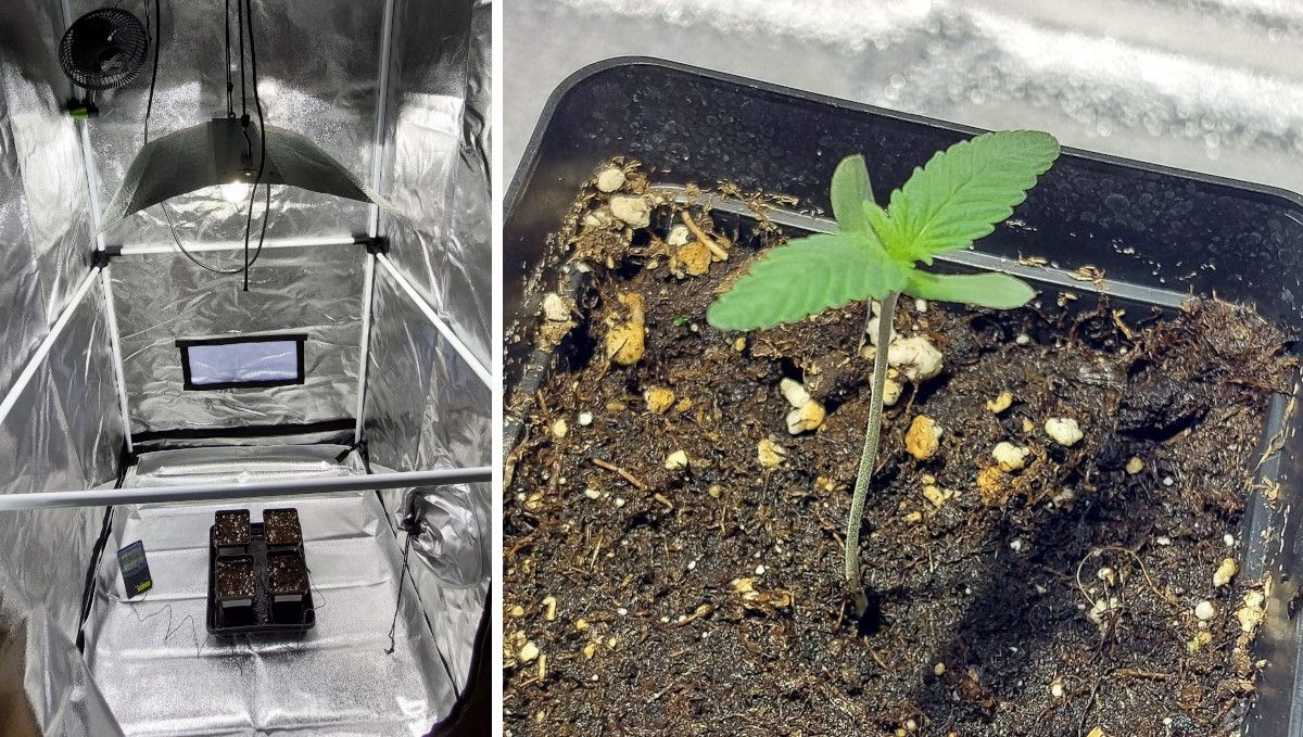 Purple Lemonade FF cannabis strain: germination and seedling stage | week 1 | a big, empty-looking grow tent with small seedlings in AquaPots and a closeup of one, rather stretchy seedling Purple Lemonade FF cannabis strain: germination and seedling stage | week 1 | a big, empty-looking grow tent with small seedlings in AquaPots and a closeup of one, rather stretchy seedling