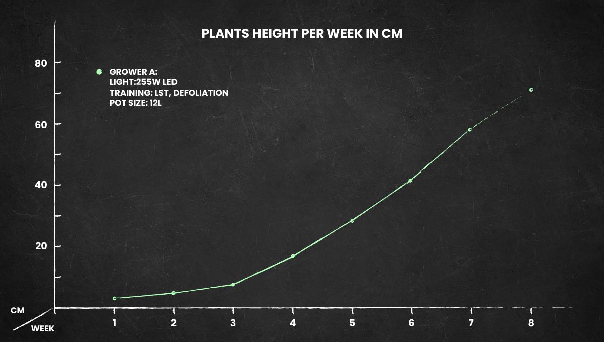 Z Auto Cannabis-Sorte Woche-für-Woche-Anleitung: Höhen-Diagramm der Pflanze