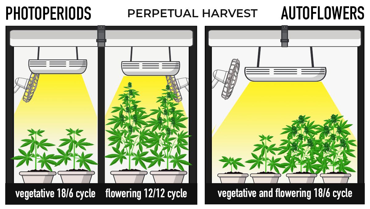 Why should beginners grow autoflowers?: perpetual harvests Why should beginners grow autoflowers?: perpetual harvests
