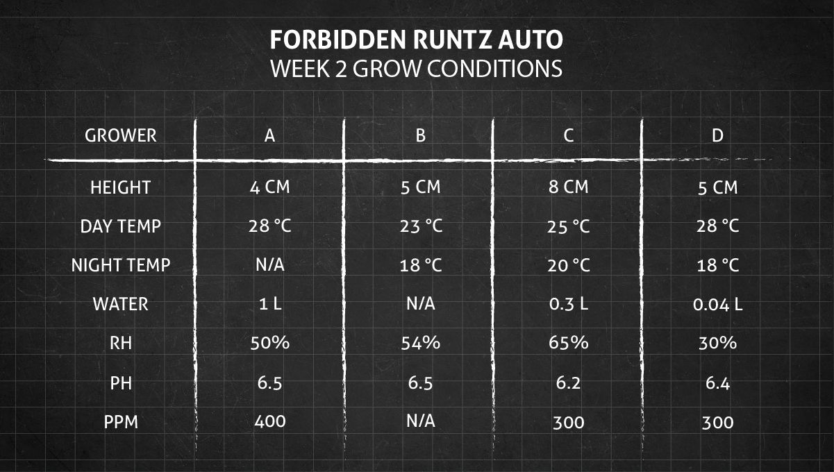 Forbidden Runtz Auto Cannabis Strain Week-by-Week Guide: Week 2 grow conditions Forbidden Runtz Auto Cannabis Strain Week-by-Week Guide: Week 2 grow conditions