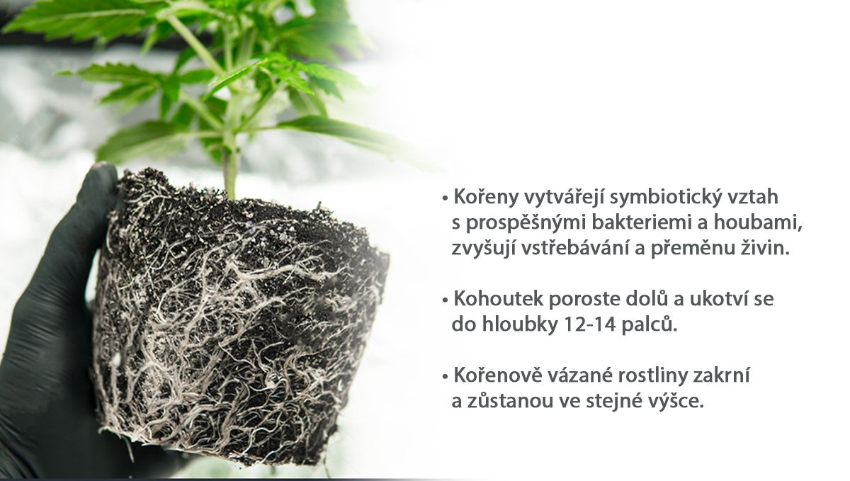 Nejlepší velikost květináče pro samonakvétací rostliny: kořeny