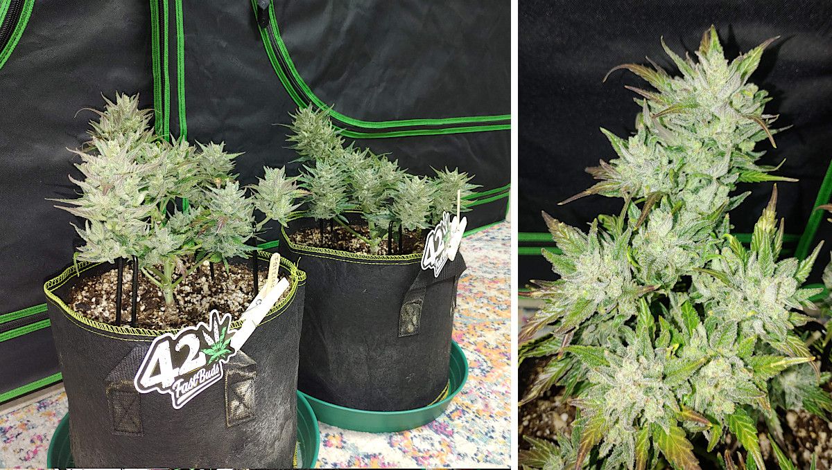 Forbidden Runtz Auto Cannabis Strain Week-by-Week Guide: A side view of two small resinous autoflowers with fan leaves removed for harvest and a closer view of a top white from trichs Forbidden Runtz Auto Cannabis Strain Week-by-Week Guide: A side view of two small resinous autoflowers with fan leaves removed for harvest and a closer view of a top white from trichs
