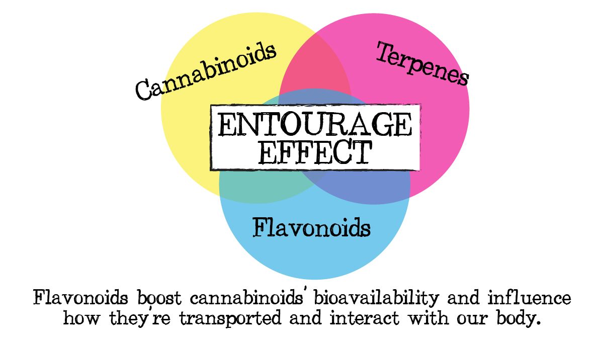 Flavonoids in cannabis: the entourage effect
