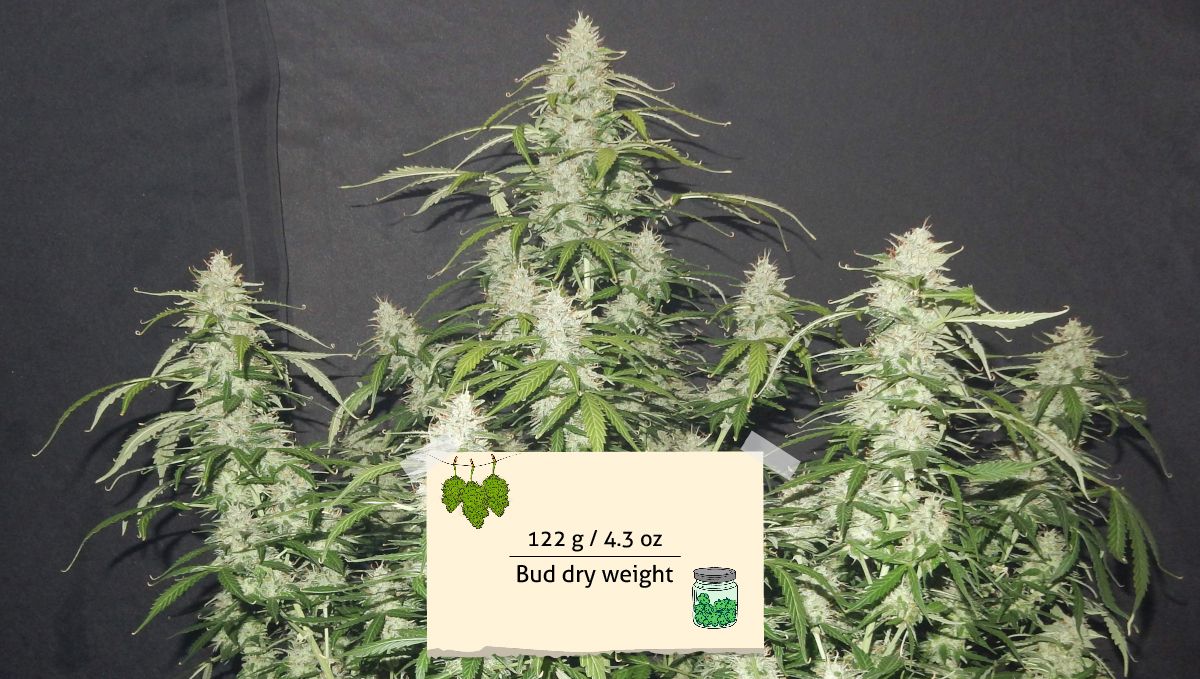 Cream Cookies Auto cannabis strain: yield | the harvest shot of an indoor autoflower