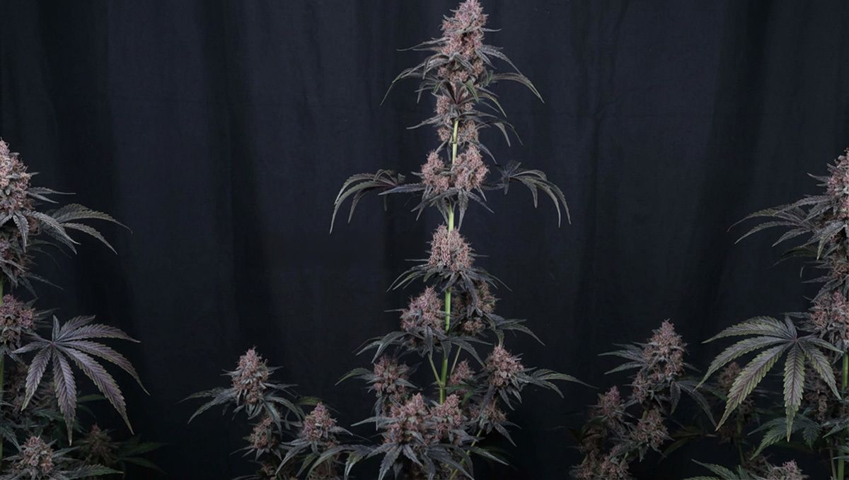 Mango Cherry Runtz.jpg Mango Cherry Runtz