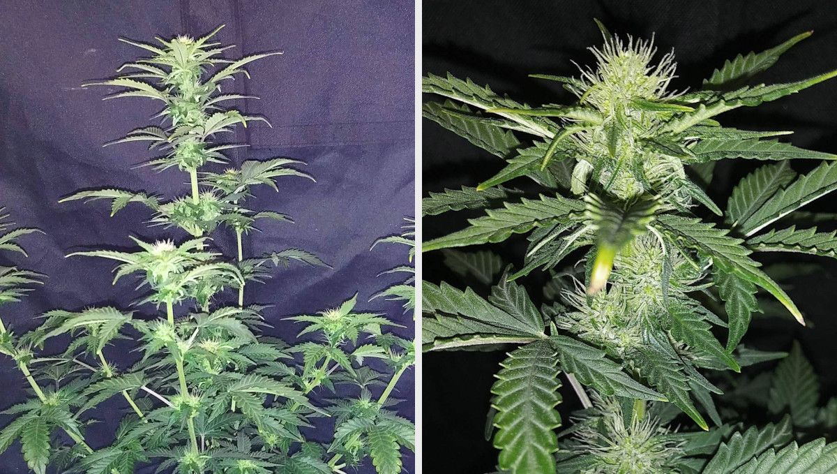 Russian Auto Cannabis Strain Week-by-Week Guide: An indoor marijuana plant with a dominating central cola and several long side branches in the early stages of flowering and a closeup of a forming bud, already covered in crystals