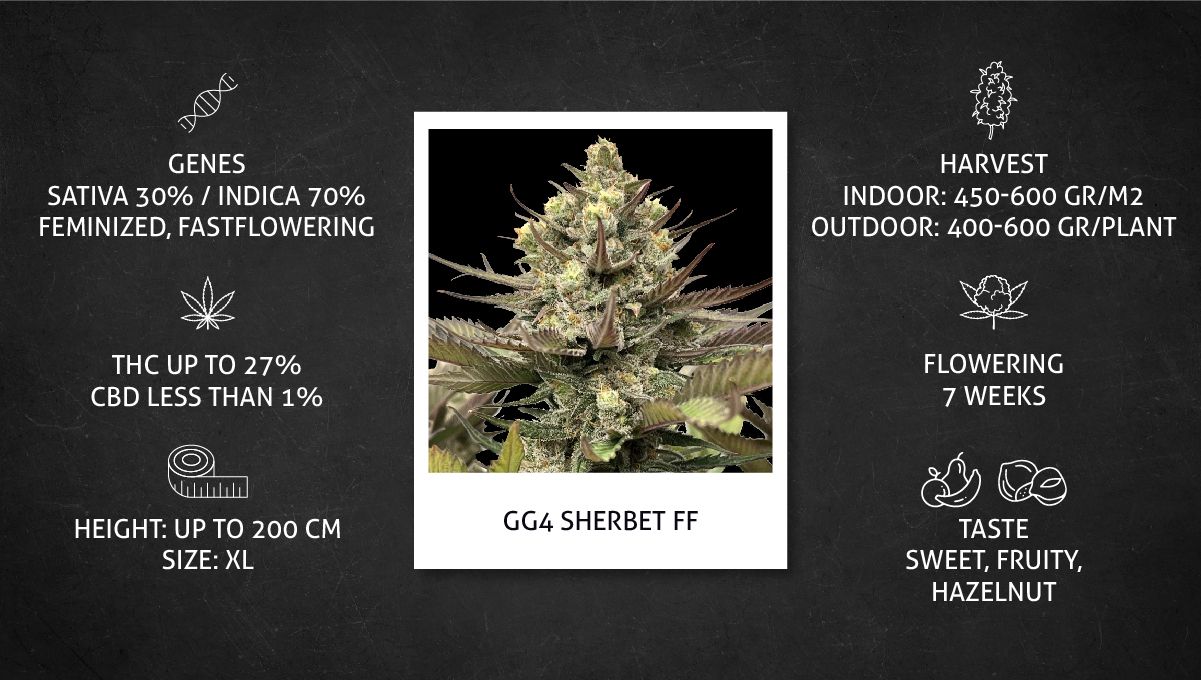 GG4 Sherbet FF cannabis strain: specs sheet