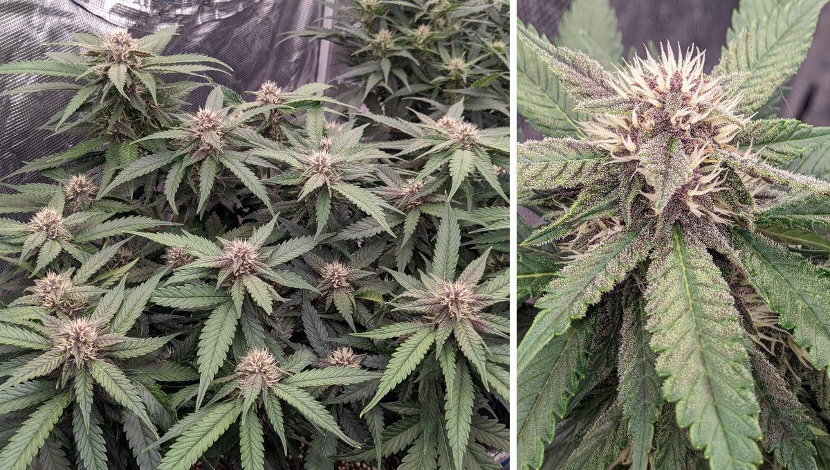 Banana Purple Punch Auto Cannabissorte: mittlere Blüte (Bulk-Phase) | Wochen 7-8 | eine Indoor-Cannabispflanze, die nicht entlaubt wurde Banana Purple Punch Auto Cannabissorte: mittlere Blüte (Bulk-Phase) | Wochen 7-8 | eine Indoor-Cannabispflanze, die nicht entlaubt wurde