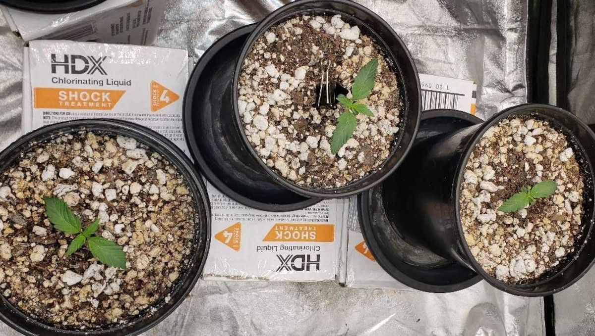 Tropicana Cookies FF cannabis strain: germination and seedling stage | week 1 | three week-old plants in black plastic pots indoors