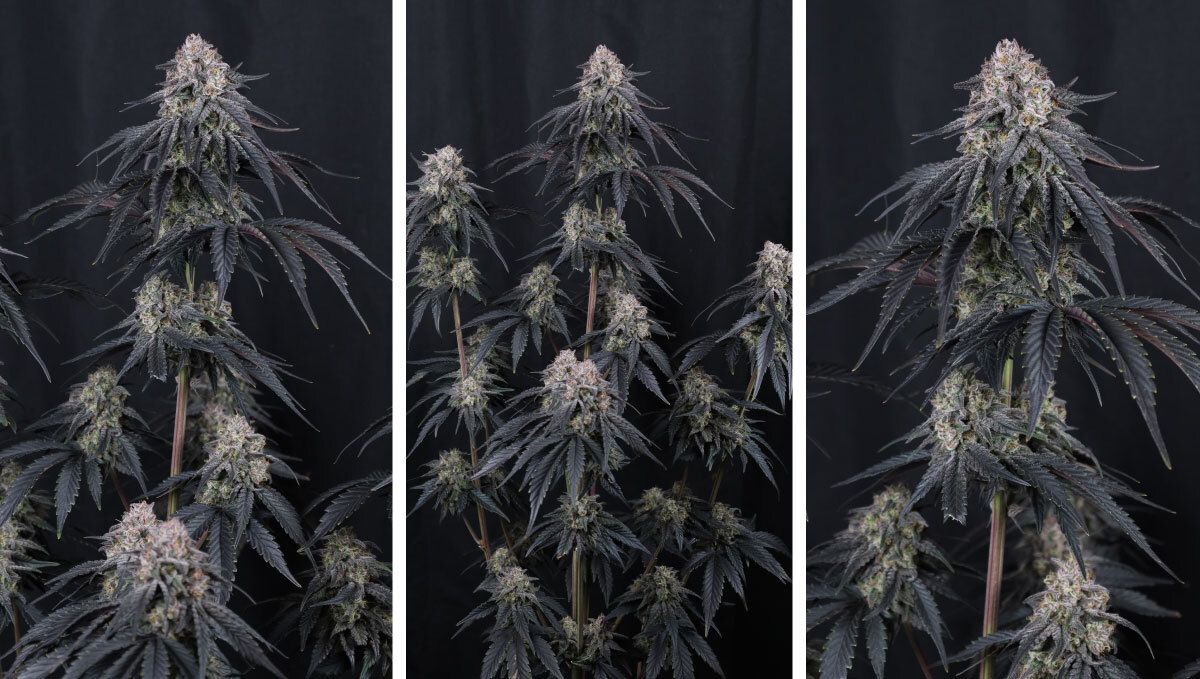 Collage (18).jpg Mango Frost Auto