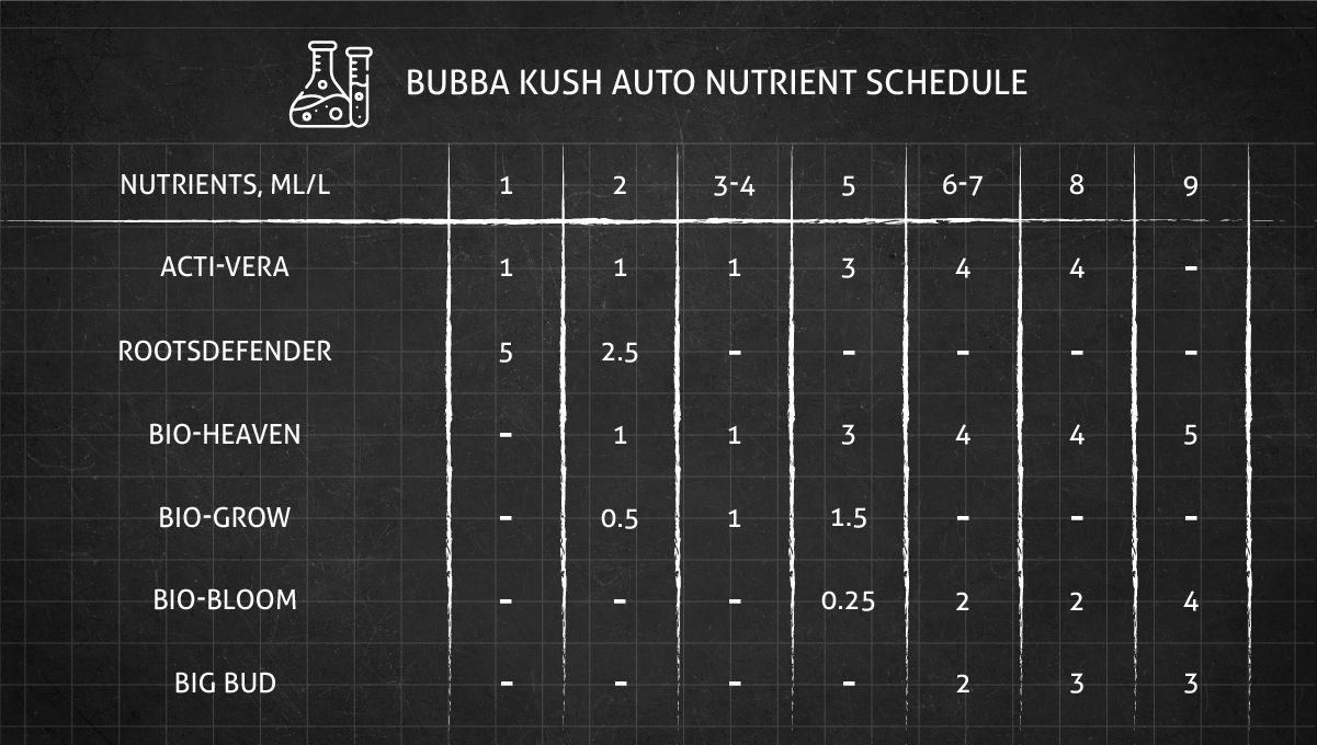 Bubba Kush Auto cannabis strain: feeding chart for the vegetative and flowering stages Bubba Kush Auto cannabis strain: feeding chart for the vegetative and flowering stages