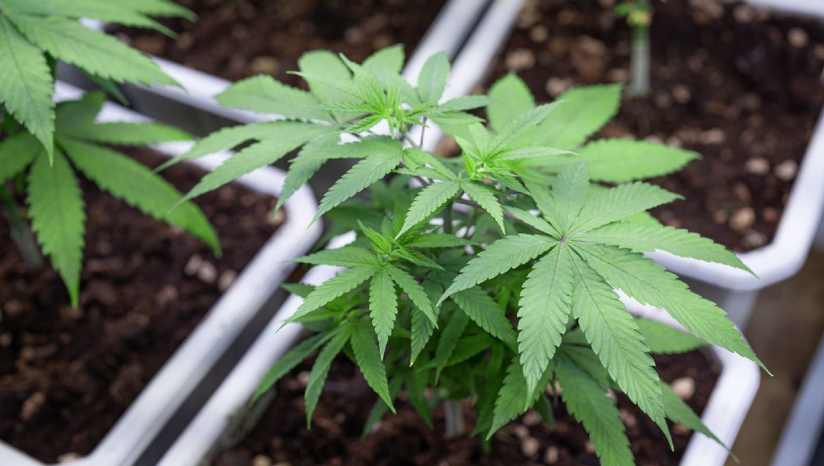 Compost for cannabis plants