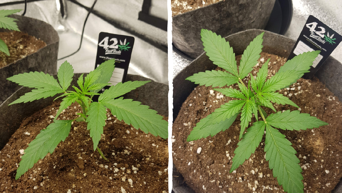 Cinderella auto week-by-week guide: vegetative stage week 1 Cinderella auto week-by-week guide: vegetative stage week 1