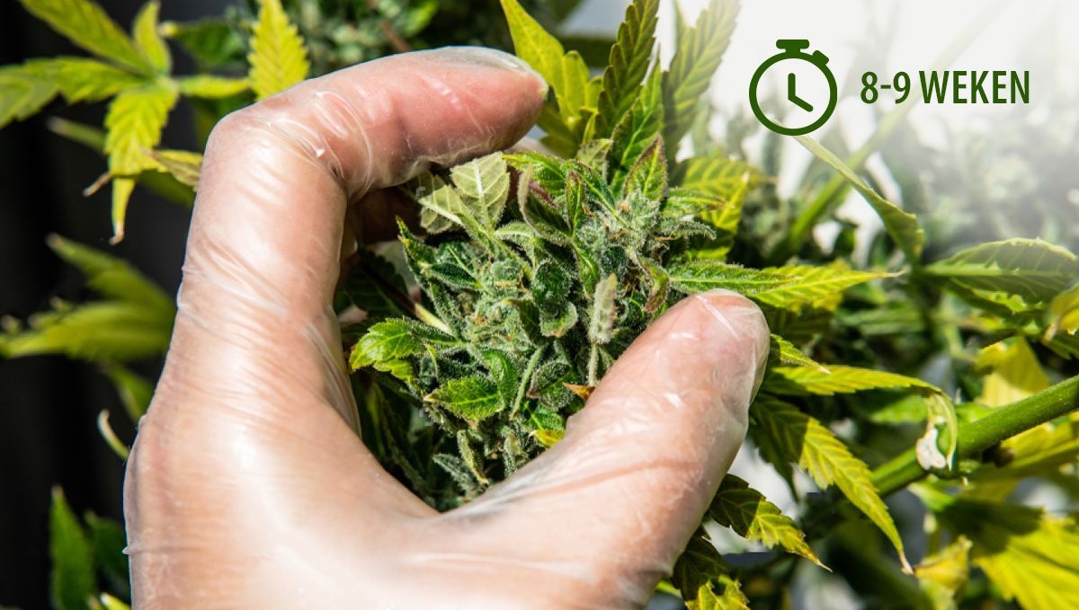 Wat is het beste moment om zelfbloeiende Cannabis te oogsten?: Kweekschema Wat is het beste moment om zelfbloeiende Cannabis te oogsten?: Kweekschema