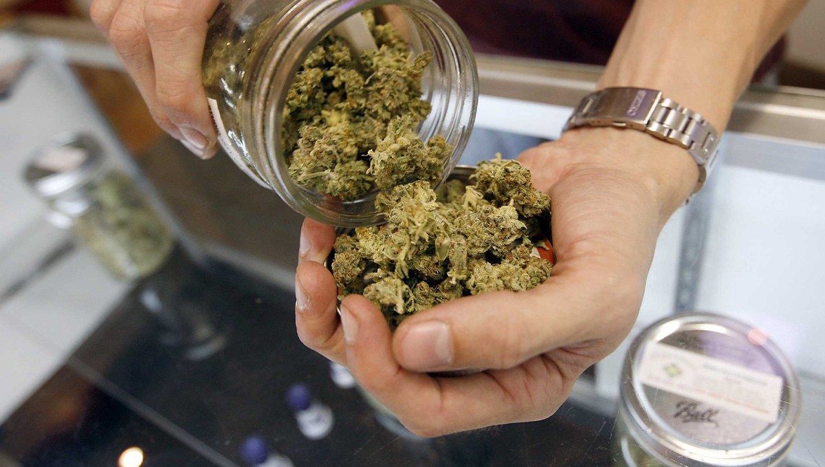 Germany Will Legalize Sales of Recreational Cannabis in Licensed Shops: Budtender's hands as he shakes a handful of marijuana buds out of a glass jar