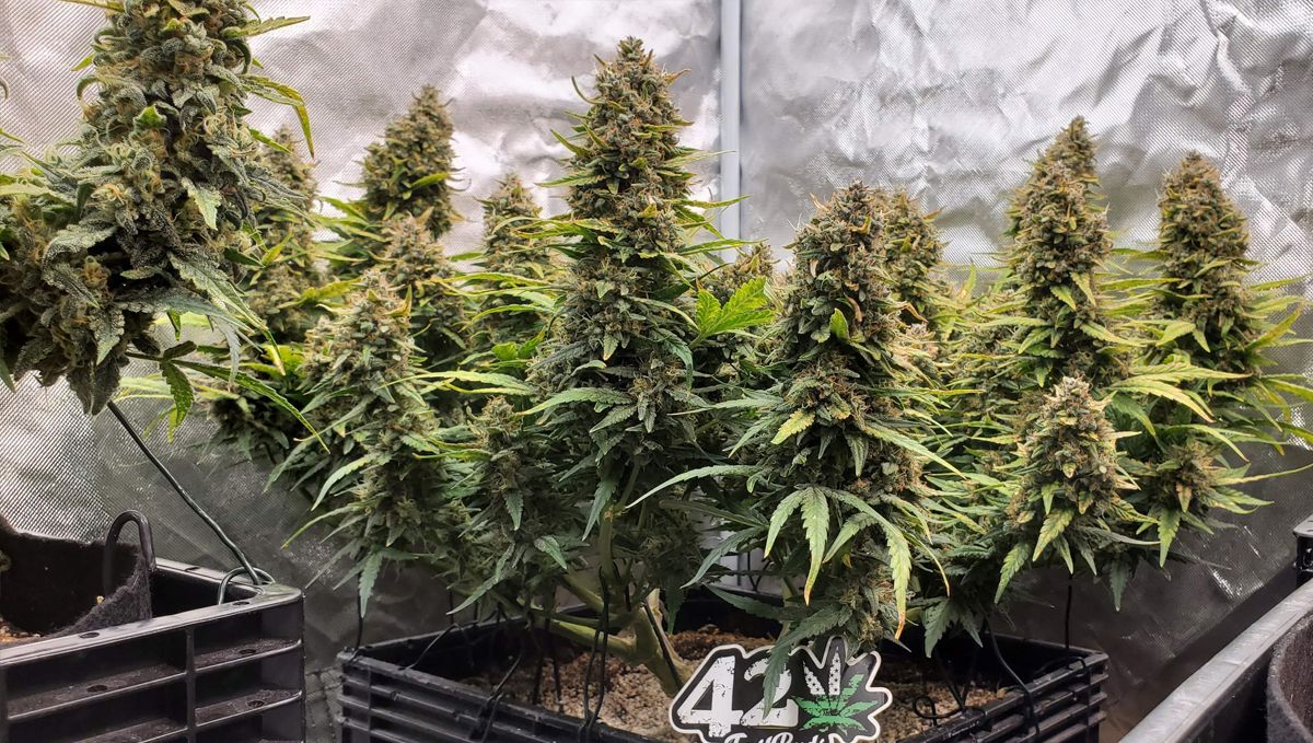 Top 10 cheap seeds: big bud auto