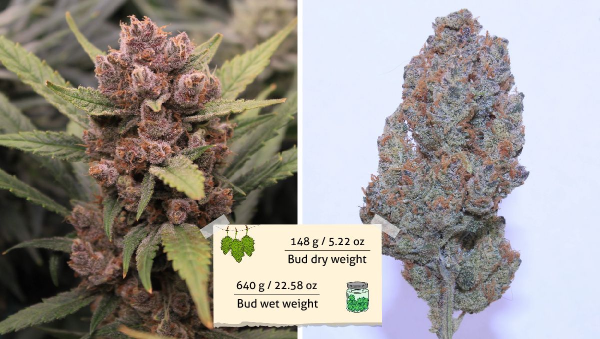 Tropicana Cookies Auto cannabis strain outcome: a shot of a mature purple bud still on the plant and another one of the same bud trimmed and dried Tropicana Cookies Auto cannabis strain outcome: a shot of a mature purple bud still on the plant and another one of the same bud trimmed and dried
