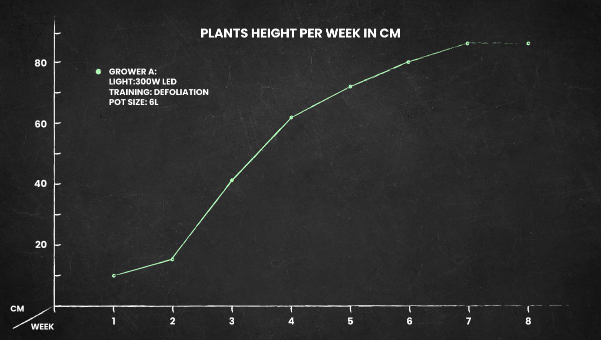 Critical Auto Cannabis Strain: height chart