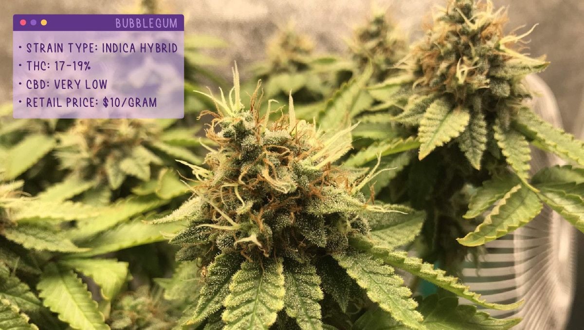 Best Weed Strains In Schedule 1 22 Best Weed Strains to Try in 2022 | Fast Buds